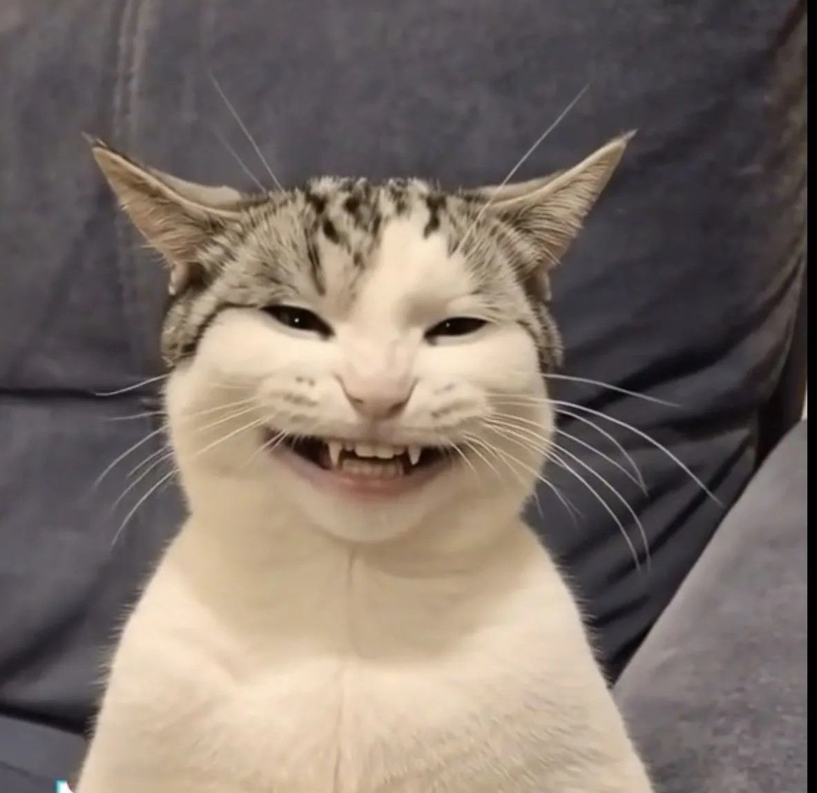 Наш милый котик